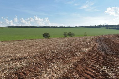 Şeker kamışı hasat ekipmanları ile araç parça. alanında çalışmak. Brezilya'da bitki taşıma