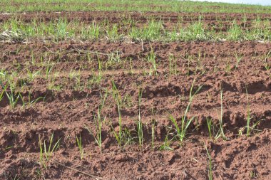 Biraz şeker kamışı, 