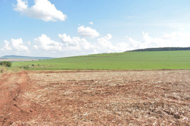 Şeker kamışı hasat ekipmanları ile araç parça. alanında çalışmak. Brezilya'da bitki taşıma