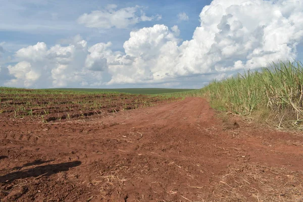 甘蔗收获后土壤中的干甘草 — 图库照片
