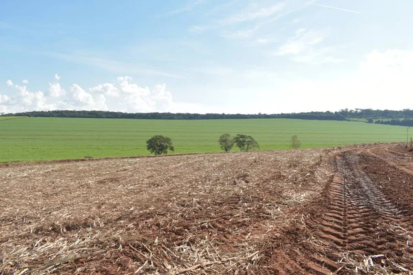 Traccia del veicolo con attrezzatura per la raccolta della canna da zucchero. lavoro sul campo. trasporto allo stabilimento in Brasile — Foto Stock