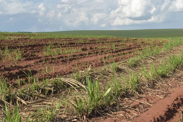 Biraz şeker kamışı, 