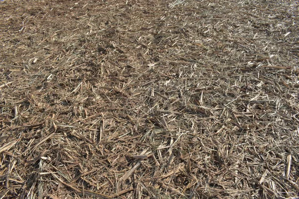 Torrt sockerrör halm i marken efter sockerrör skörd — Stockfoto