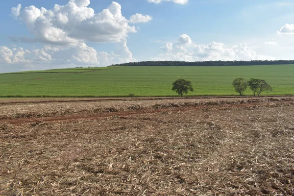 Sucha słoma trzcinowa w glebie po zbiorze trzciny cukrowej — Zdjęcie stockowe