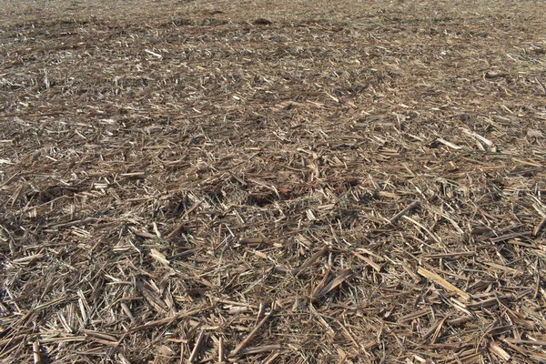 Jerami kering di tanah setelah panen tebu — Stok Foto
