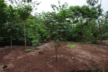 Kırsal arazide küçük nehrin korunması. Brezilya'da nehir baharı. Nehrin etrafındaki orman. Alan çevre koruma