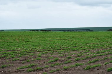 Fıstık tarlası. Fıstık fidesi. Simetrik görünümde plantasyon.