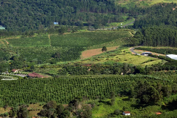 Кофе и эвкалиптовые плантации, сельское хозяйство. Сельское хозяйство недалеко от города . — стоковое фото