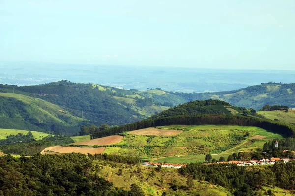 Coffee and eucalyptus plantation, regional agriculture. Farming near the city.