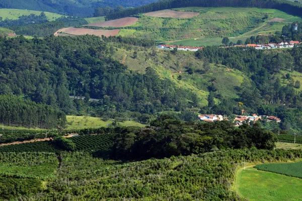 Coffee and eucalyptus plantation, regional agriculture. Farming near the city.