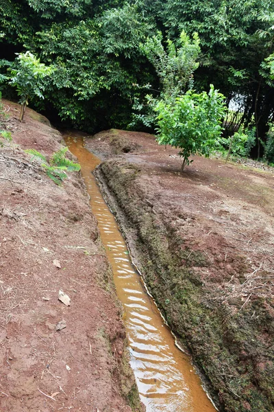 Preservation of small river in rural property. River spring in Brazil. Forest around the river. Area environmental preservation