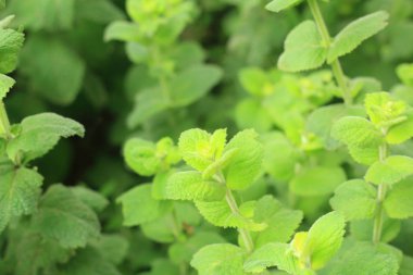 dal nane bahçede büyüyen