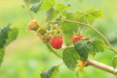 Bahçedeki bir dalda ahududu
