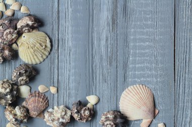 orijinal deniz kabuklarını mavi ahşap arka plan üzerinde metin için bir çerçeve