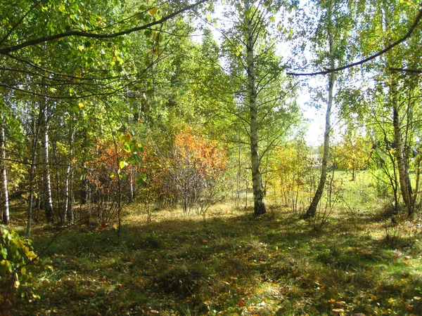 Foto de una hoja caída en el bosque de otoño —  Fotos de Stock