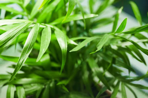 緑の葉に緑の植物の背景 — ストック写真