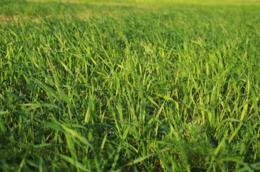 Yeşil çim, ilkbaharda çim.