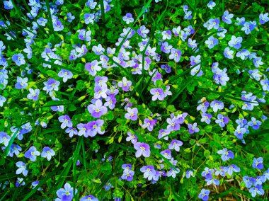 Pansies, bahar çiçekleri çim