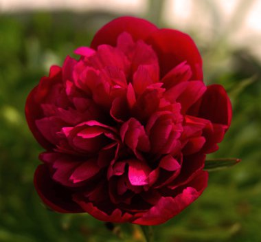 Yeşillik arka planda kırmızı şakayık çiçek.