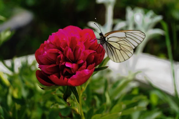 Білий метелик на червоній квітці — стокове фото