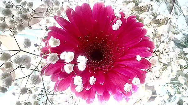Gerbera flower on white background