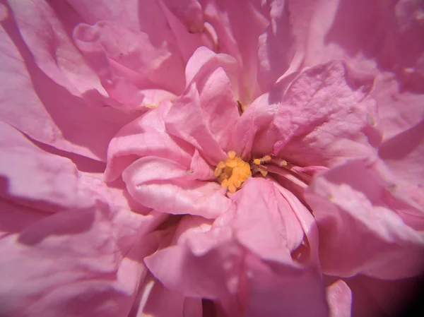 Pfingstrosenblume Makrofotografie — Stockfoto