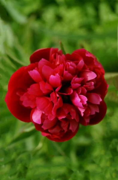 Red peony flower on greenery background. — Stock Photo, Image