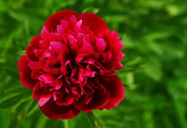 緑の背景に赤いピオニーの花. — ストック写真