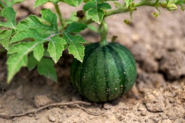 Küçük karpuz makro çekim