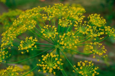 Bahçede yaz yeşil bitki.