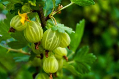Çalılıklarda taze yeşil bektaşi üzümü gibi.