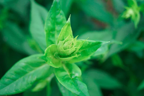 Planta verde no verão no jardim . — Fotografia de Stock