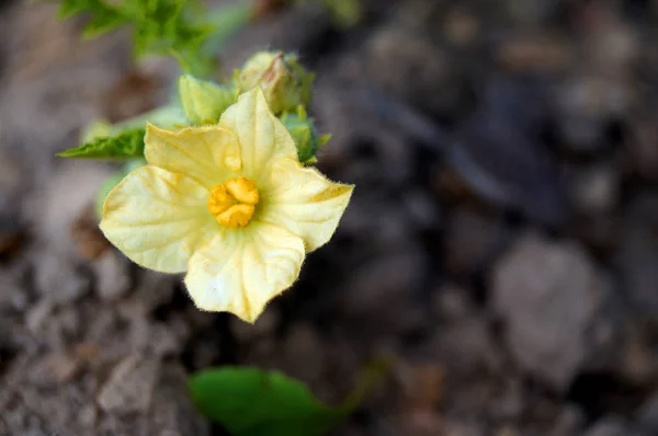 Macro tiro de flor de melancia . — Fotografia de Stock