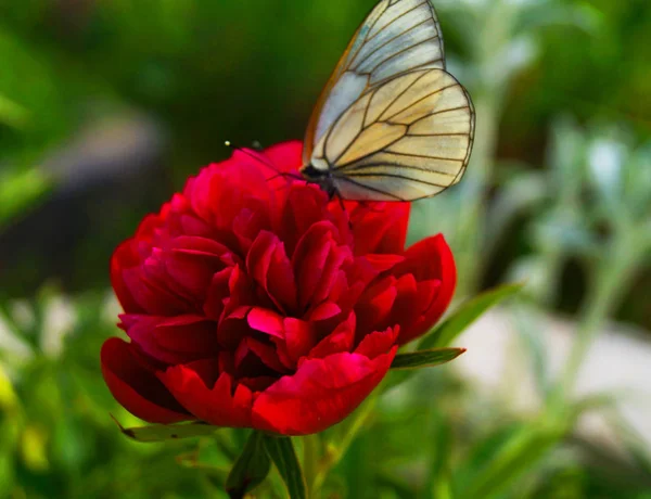 Weißer Schmetterling auf einer roten Frottee-Blume — Stockfoto