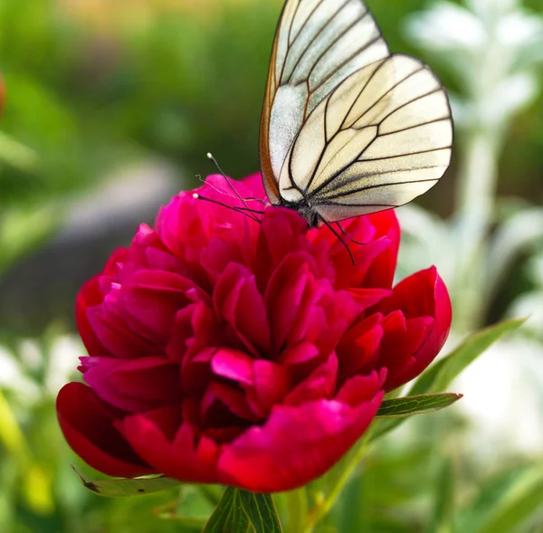 Білий метелик на червоній квітці — стокове фото
