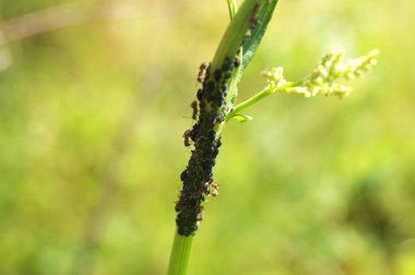 Makro karıncalar ve yaprak biti