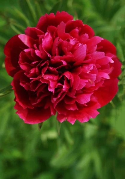 Rote Pfingstrose Blume auf grünem Hintergrund. — Stockfoto