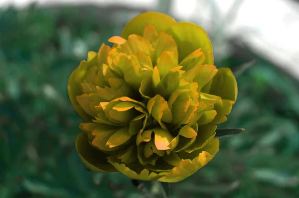 Red peony flower on greenery background. — Stock Photo, Image