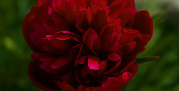 Flor peônia vermelha no fundo verde . — Fotografia de Stock