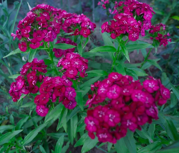 Bloemen ondiepe tuin anjers. — Stockfoto