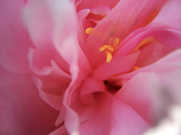 Peônia flor macrofotografia — Fotografia de Stock