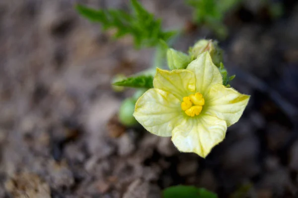 Macro fotografowania kwiat arbuza. — Zdjęcie stockowe