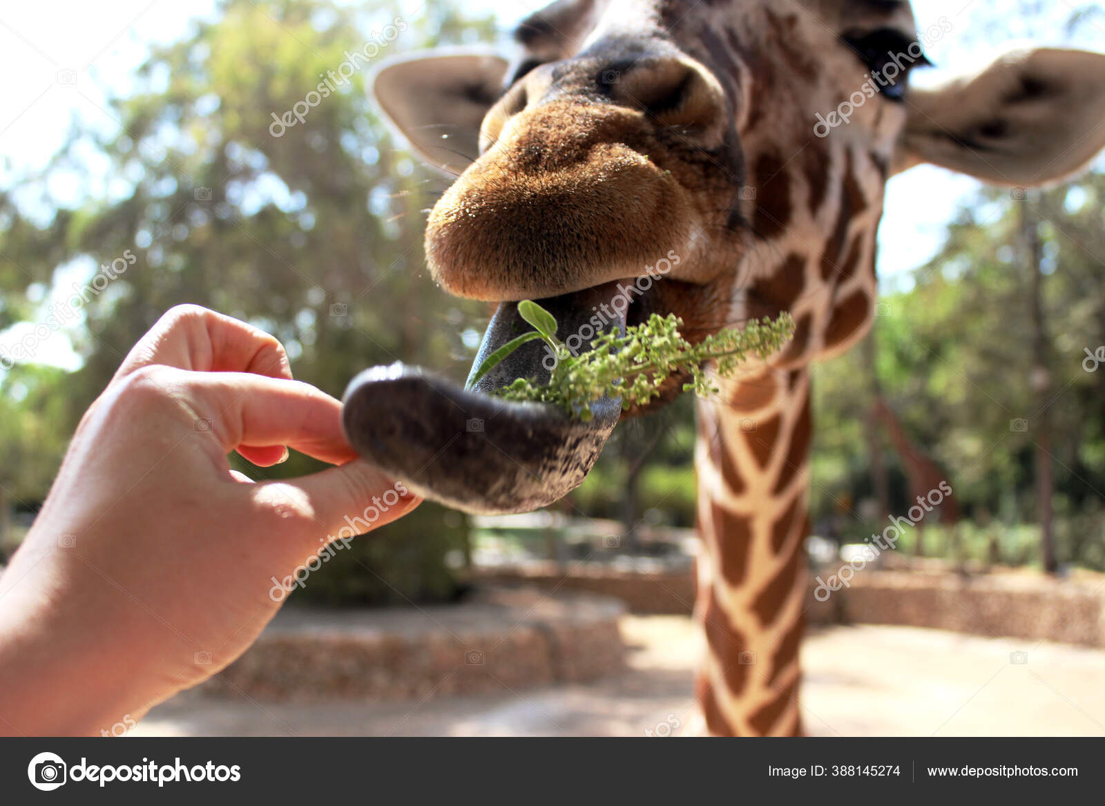 Feeding Giraffes Zoo Ramat Gan Israel Stock Photo by ©vered_ateer 388145274