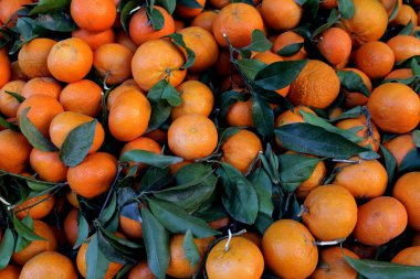 Meyve. Piyasada bir sürü yeşil yapraklı mandalina var. Tel-Aviv, İsrail 2017