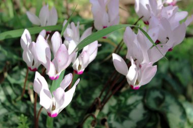 İlkbaharda İsrail ormanında nazikçe pembeleşti..