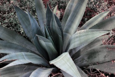 Yeşil Pandanus yakın mesafeden ayrılıyor. Amerika, Eylül 2017