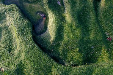 Sahilde yeşil yosun