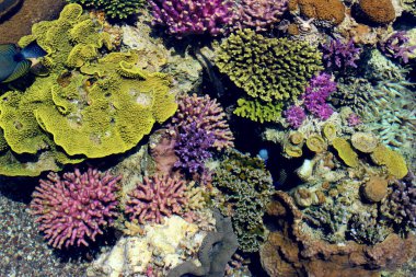 Tropikal algler ve mercanlar, Kızıldeniz, İsrail, Eilat