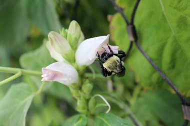 Çiçekteki arı Bud.