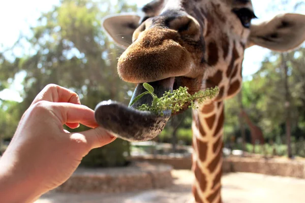 Karmienie Żyraf Zoo Ramat Gan Izrael — Zdjęcie stockowe